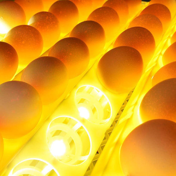 48 Egg Hatcher with LED Control, Automatic Turning & Quiet Operation