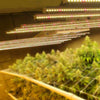 800w Full Spectrum LED Grow Light - Aroflit