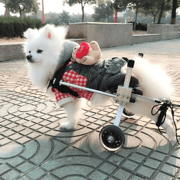 Small Dog Back Legs Wheelchair-Aroflit