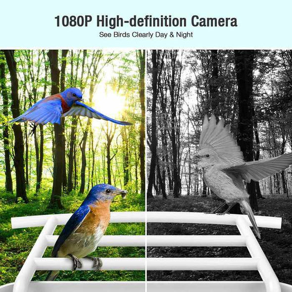 AI - Powered WIFI Smart Bird Feeder Camera - Aroflit