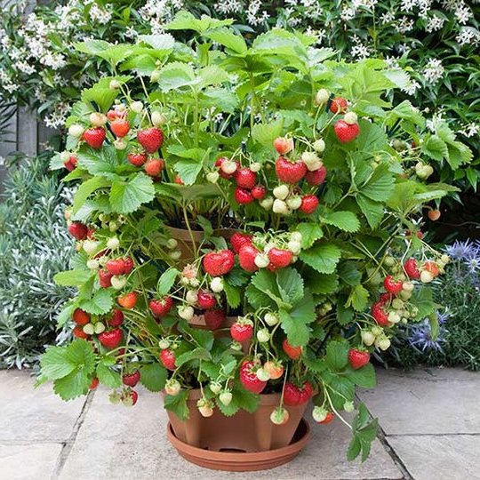 Stand Stacking Planters for Strawberries, Herbs, and Flowers