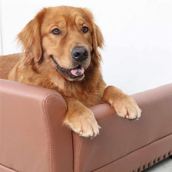 Luxury Elevated Large Dog Couch Sofa Bed - Aroflit
