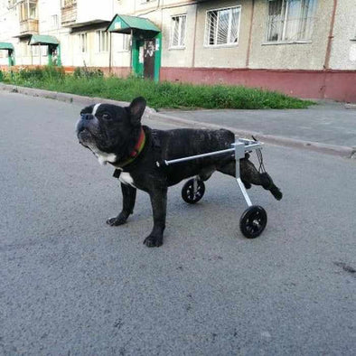 Small Dog Back Legs Wheelchair - Aroflit