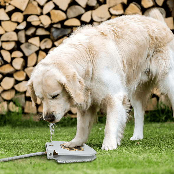 Step - On Dog Water Fountain, Interactive & Leak - Proof Hydration - Aroflit