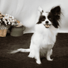 Waterproof Dog Puppies Bed Couch Blanket Covers - Aroflit