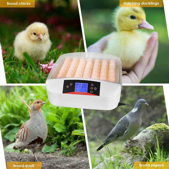 55 Digital chicken egg incubator Hatcher with automatic egg turning - Aroflit